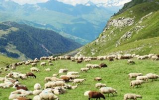 Micro-BA : exclusion des indemnités compensatoires de handicap naturel