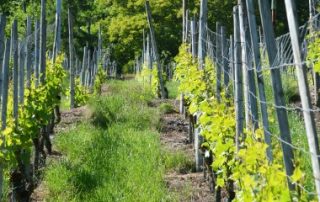 Crédit d’impôt en faveur de l’agriculture biologique
