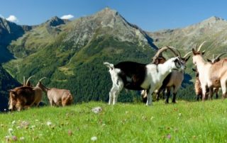 Nouvelle délimitation des zones agricoles défavorisées