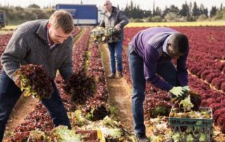 Covid-19 : des conseils de sécurité pour les employeurs agricoles