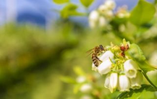 Quelle fiscalité pour les revenus issus des services environnementaux ?