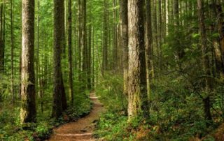 Des aménagements pour le dispositif Defi-forêt